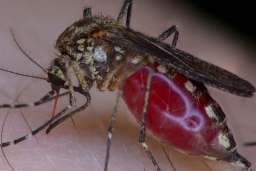 Так ли безопасен укус комара?