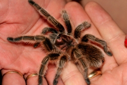 Опасен ли для человека домашний паук?