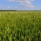 Кубанские аграрии рассчитывают собрать в этом году миллион тонн риса! 0