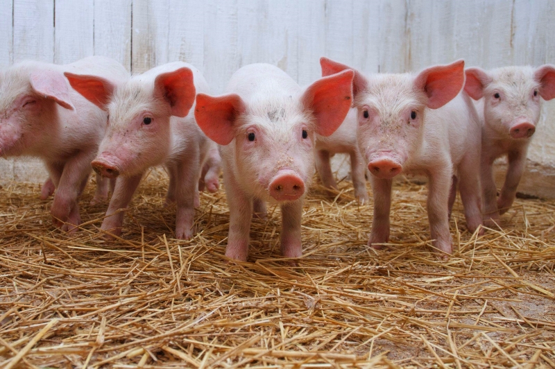Вспышка африканской чумы свиней зафиксирована в Красноармейском районе.