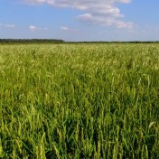Рисовые чеки Краснодарский край