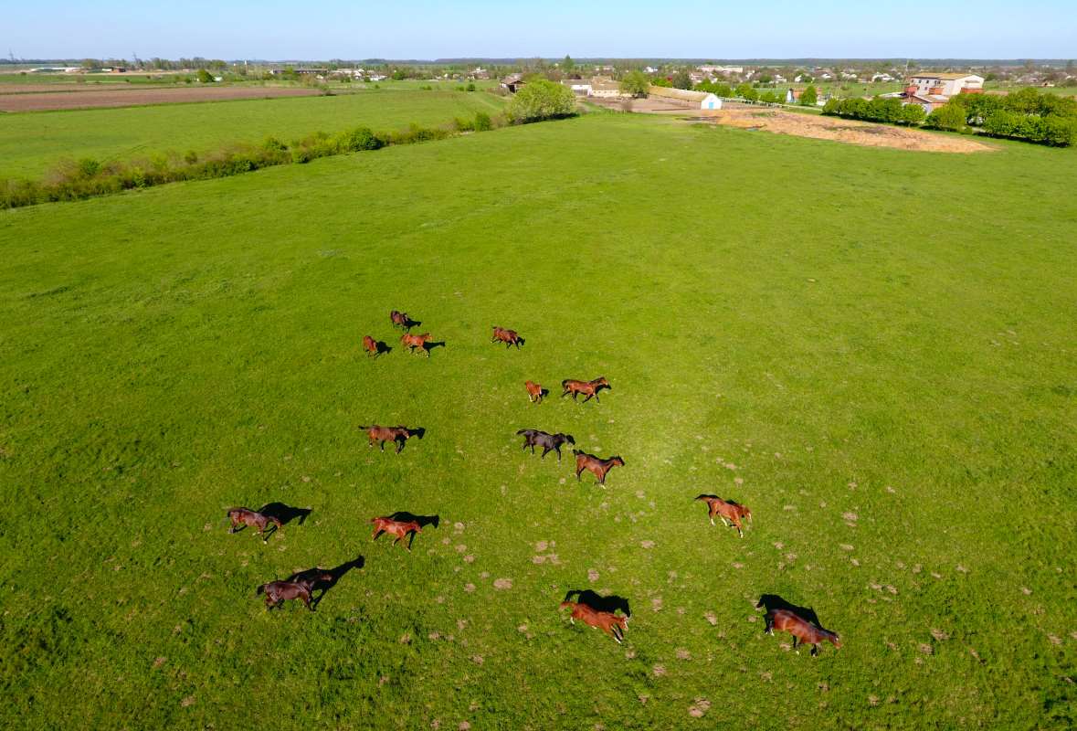 Племенные лошади РГПЗ «Красноармейский» пользуются заслуженным спросом у ведущих специализированных хозяйств.