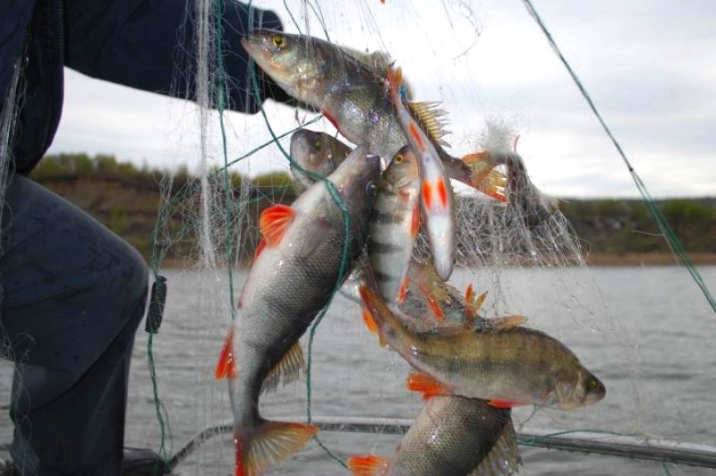 В Красноармейском районе полицейские пресекли незаконную добычу рыбы.