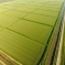 Власти Краснодарского края рассчитывают на высокий урожай риса в этом году. 1