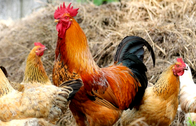 В Красноармейском районе мужчина украл шесть куриц для разведения собственного хозяйства.