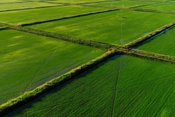 Посевы риса в этом году в Краснодарском крае будут снижены