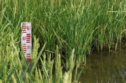 В Краснодарском крае засеяно более 80% площадей риса.