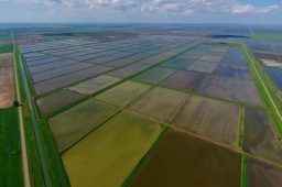 Кубанские аграрии рассчитывают собрать в этом году миллион тонн риса!