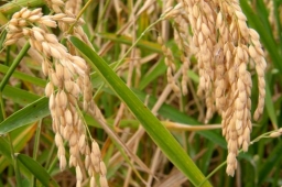 В Краснодарском крае стартовал сезон уборки риса.