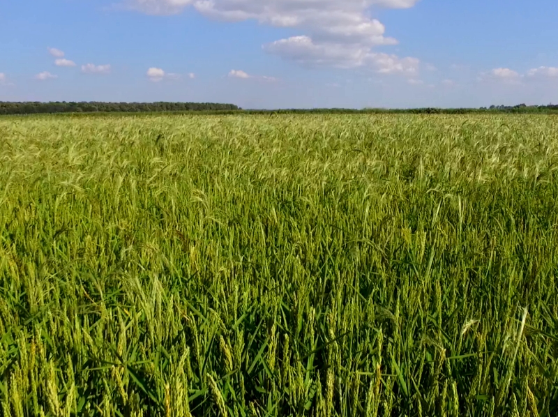 Рисовые чеки Краснодарский край