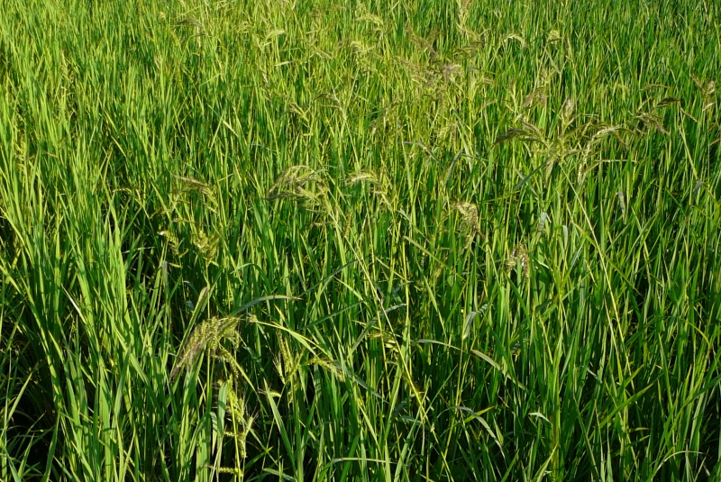 В Красноармейском районе построят новые рисовые чеки.