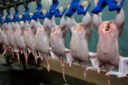 В Красноармейском районе увеличат объемы по переработке мяса птицы.