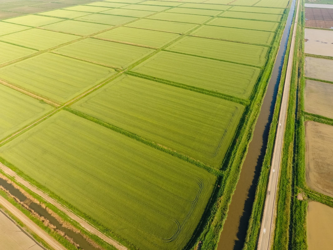 Рисовые поля Краснодарский край