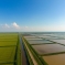 Власти Краснодарского края рассчитывают на высокий урожай риса в этом году. 0