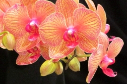 7 удивительных фактов об Орхидеях.