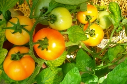 В Краснодарском крае с начала 2021 года увеличилось производство тепличных овощей